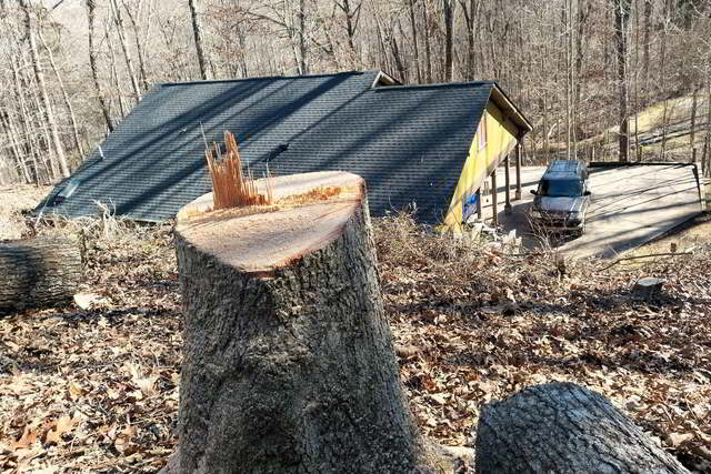 Stump left by professional tree removal display